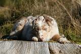 BERGER AUSTRALIEN PUPPIES 662